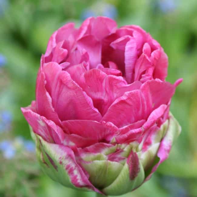 Magnifique Tulipe Double Raspberry Ice